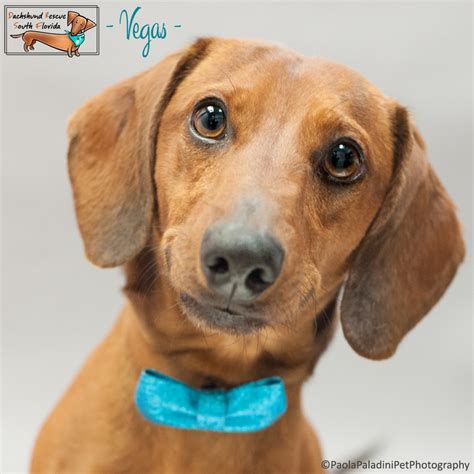 Dachshund rescue south florida - Dachshund Rescue South Fla. 2.4K likes. Temporary home for Dachshund Rescue South Florida until we can recover our pain page. 